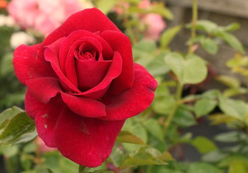Free Flower Rose photo and picture