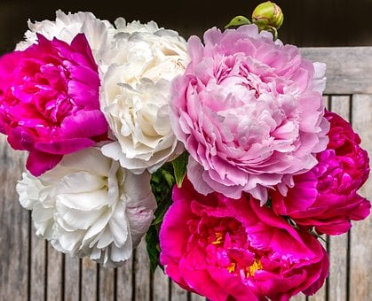 Pfingstrose, Natur, Blume, Rosa, Rot