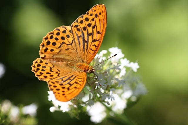Free Butterfly Nature photo and picture