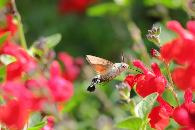 Colibrí, Flor Roja, Naturaleza, Insecto