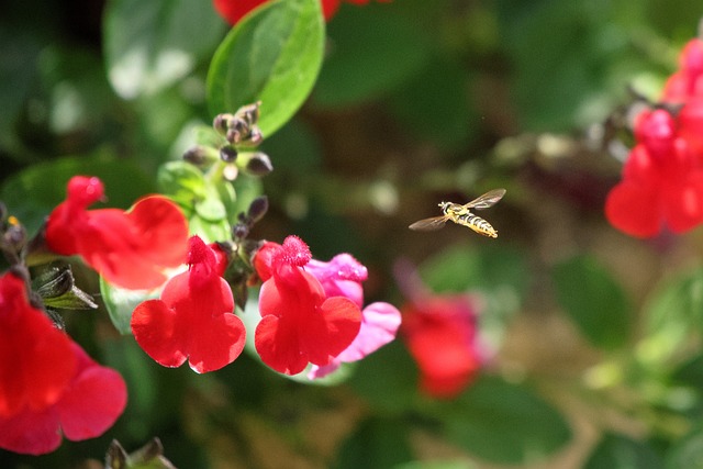 Insecto, Abeja, Vuelo, Ala, Flor, Rojo