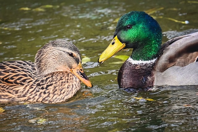 Ente, Enten, Weiblich, Männlich
