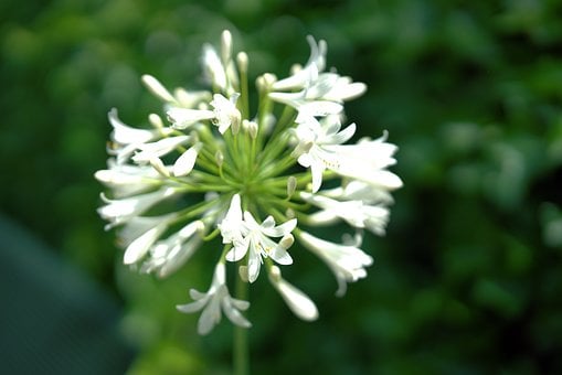 Blume, Natur, Blüte, Flora, Makro, Lilie