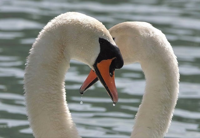 Free Swans Heart photo and picture