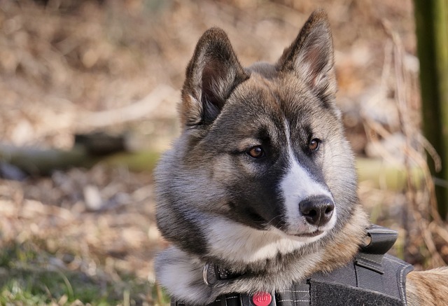 Hund, Kæledyr, Pels, Udendørs, Natur