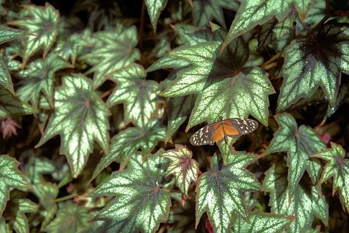 Schmetterling, Natur, Insekt