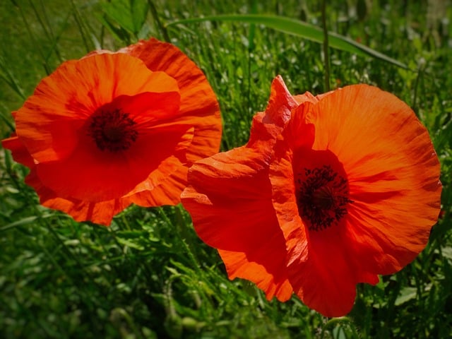 Free Flowers Poppies photo and picture