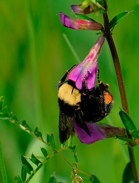 Free Bumblebee Flower photo and picture