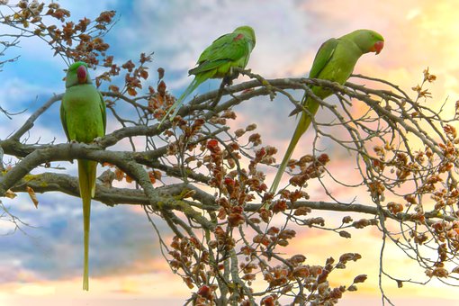 Free Parrot Alexandrine Parakeet photo and picture