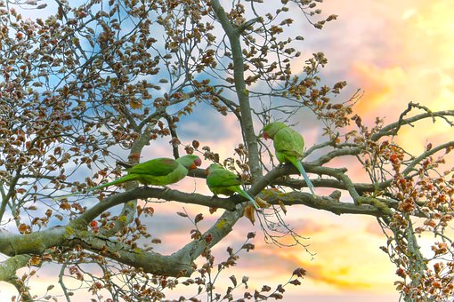 Free Parrots Alexandrine Parakeets photo and picture