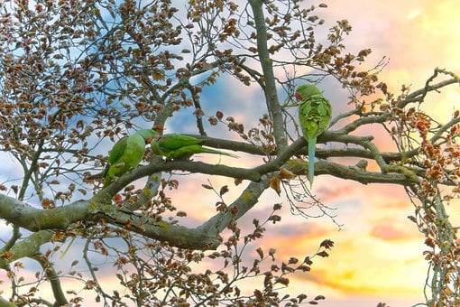 Free Parrot Ring-Necked Parakeet photo and picture