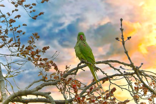Free Parrot Rose-Ringed Parakeet photo and picture