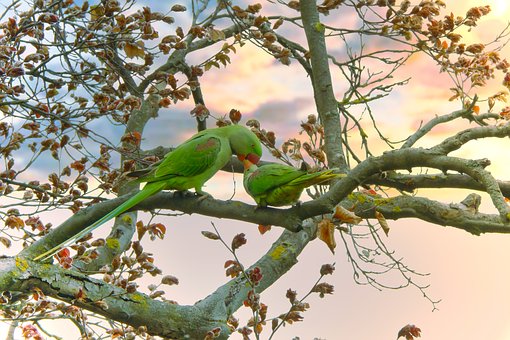 Free Parrot Rose-Ringed Parakeet photo and picture