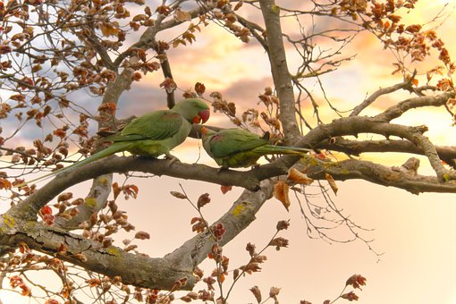 Free Parrot Ring-Necked Parakeet photo and picture