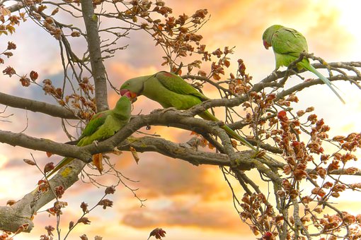 Free Parrot Nature photo and picture