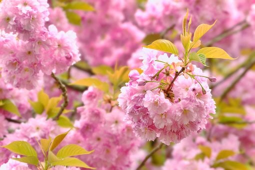 Free Nature Cherry Blossoms photo and picture