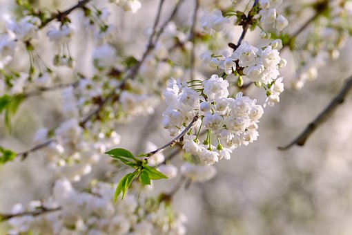 Free Flowers Spring photo and picture