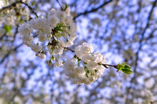 Free Spring Nature photo and picture