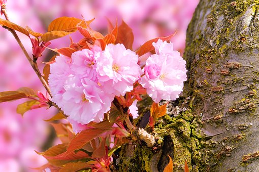 Free Nature Spring photo and picture