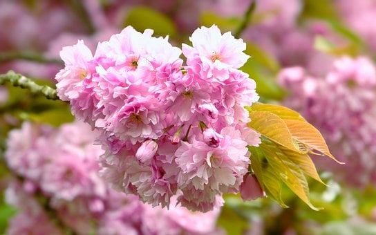 Free Nature Spring photo and picture