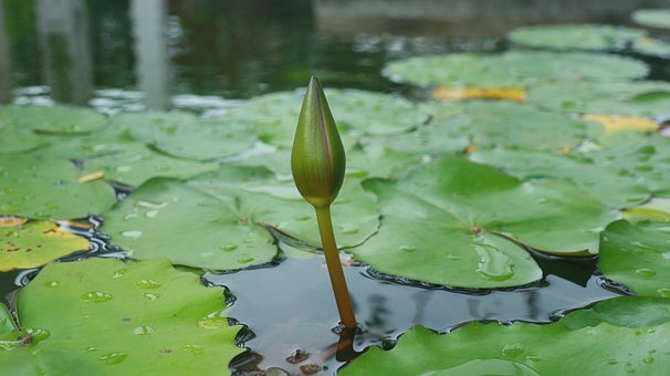 Lotus, Knospe, Wasserpflanze