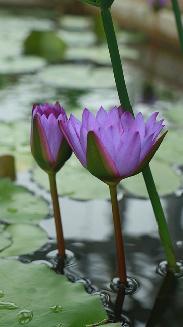 Seerose, Rosa Blume, Lotusblume