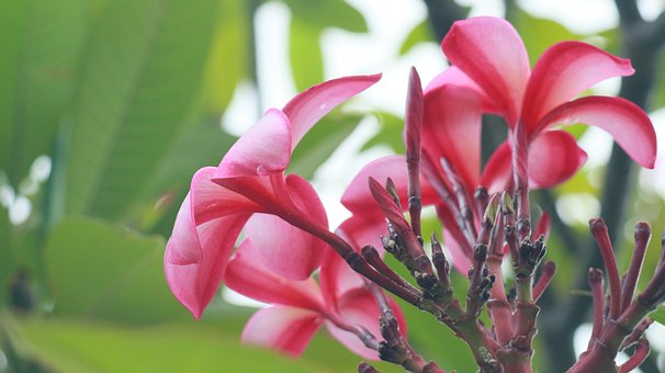 Blume, Plumeria, Rosa, Blätter, Natur