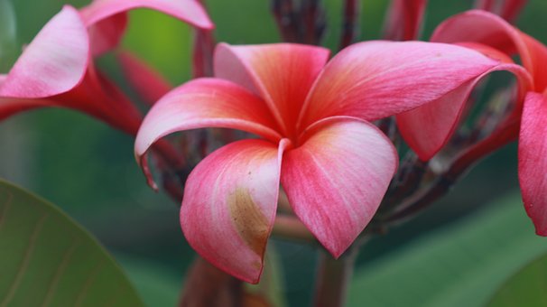 Frangipani, Rosa Blume, Makrofotografie
