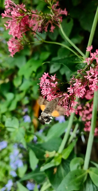 Kolibrihveps, Humlebi, Vinger, Blomst