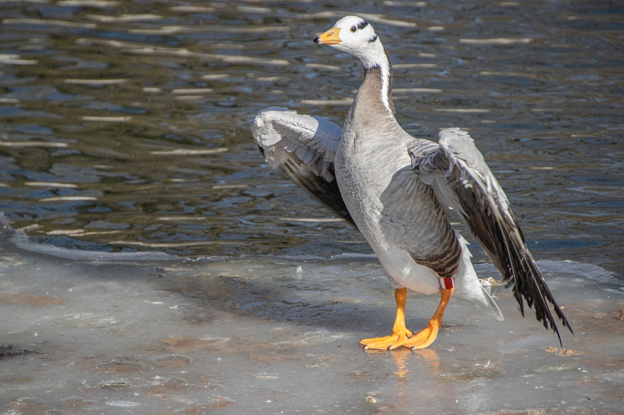 Bar-Headed Goose Ornithology Bird - Free photo on Pixabay