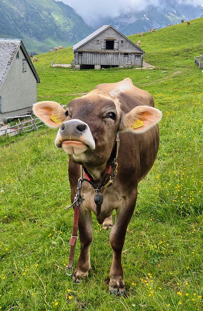 Free Cow Nature photo and picture