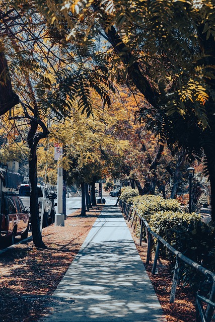 Free Sidewalk Trees photo and picture