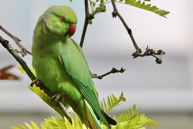Free Ring-Necked Parakeet Parrot photo and picture