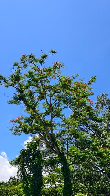 Tropischer Baum, Blauer Himmel