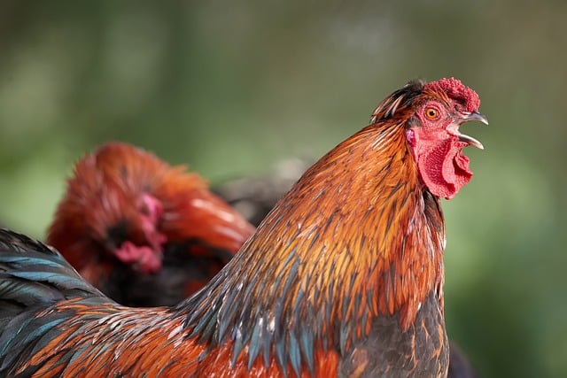 Gallo, Pájaro, Colorido, Agricultura