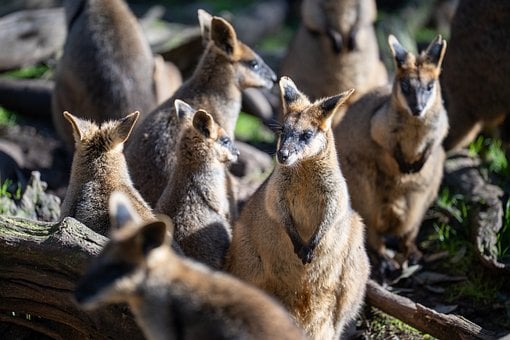 Free Wallaby Group photo and picture