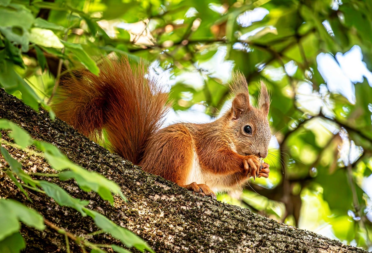 Squirrel - free online jigsaw puzzle photo