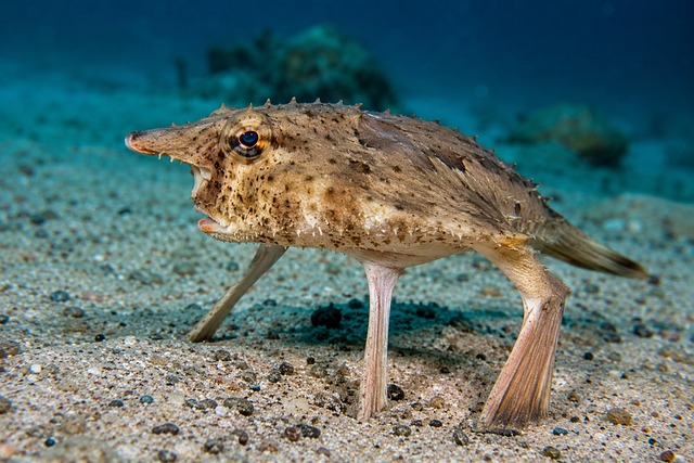 Free tripod fish deep sea fish underwater illustration