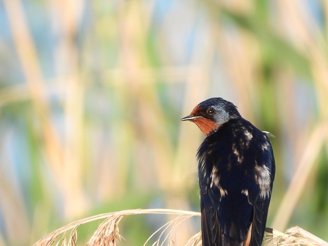 Schwalbe, Vogel, Natur, Vogelbeobachtung