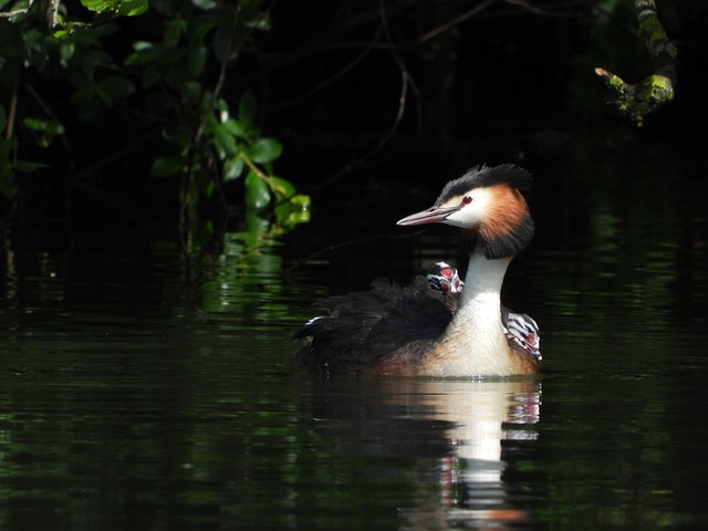 Haubentaucher, Vogelmutter