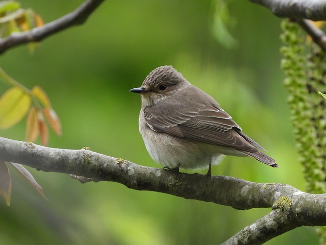 Vogel, Grauschnäpper, Zweig, Wald, Natur