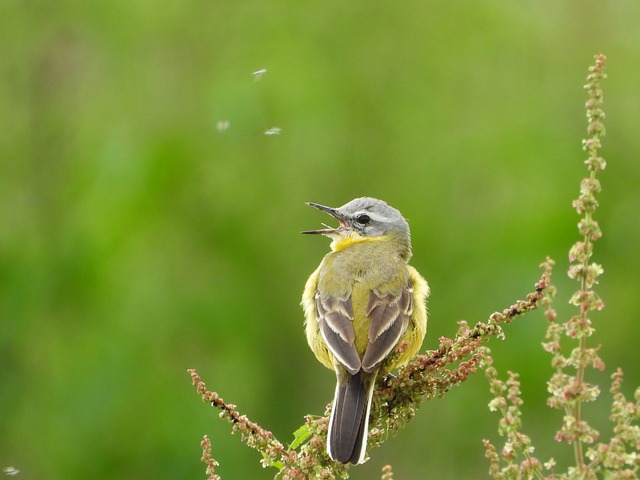 Kleiner Vogel, Singvogel, Natur