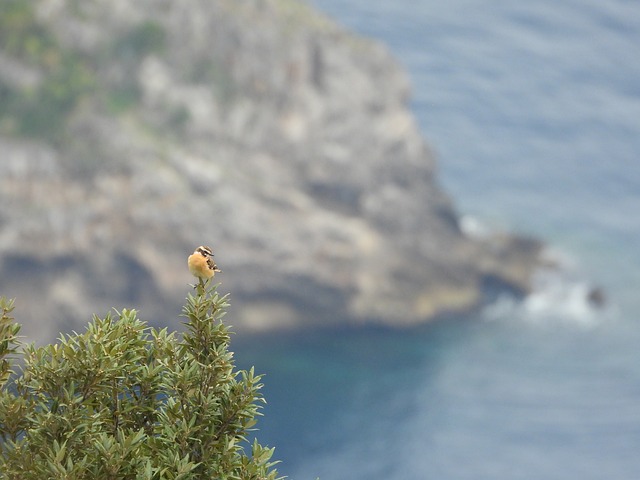 Kleiner Vogel, Umgebung, Blätter