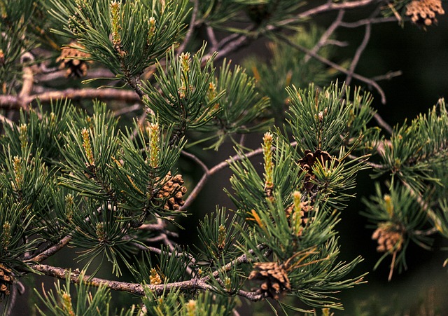 Free Pine Needles Pine Forest photo and picture