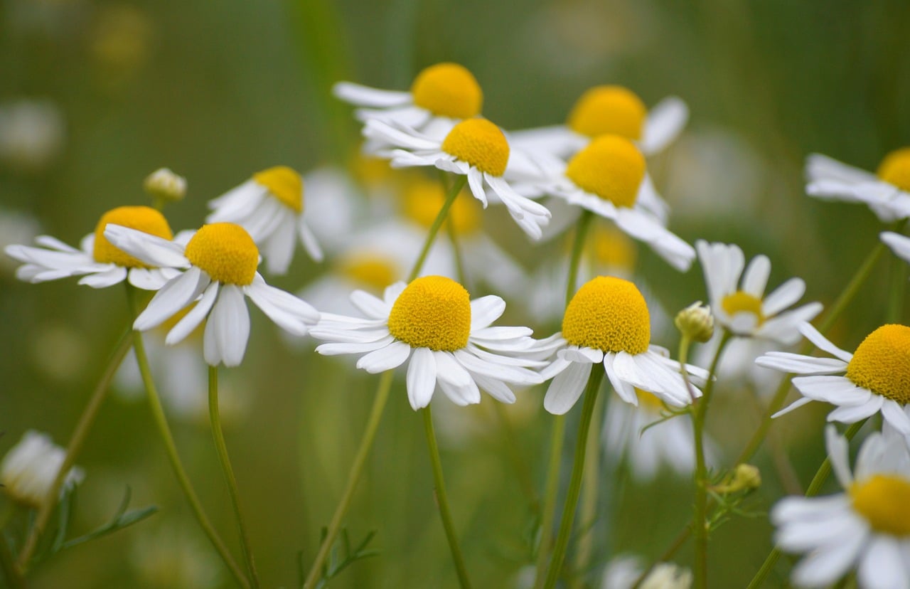 Chamomile - free online jigsaw puzzle photo