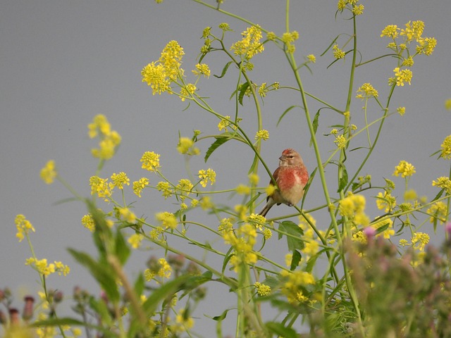 Kardinal, Natur, Vogel, Singen, Frühling