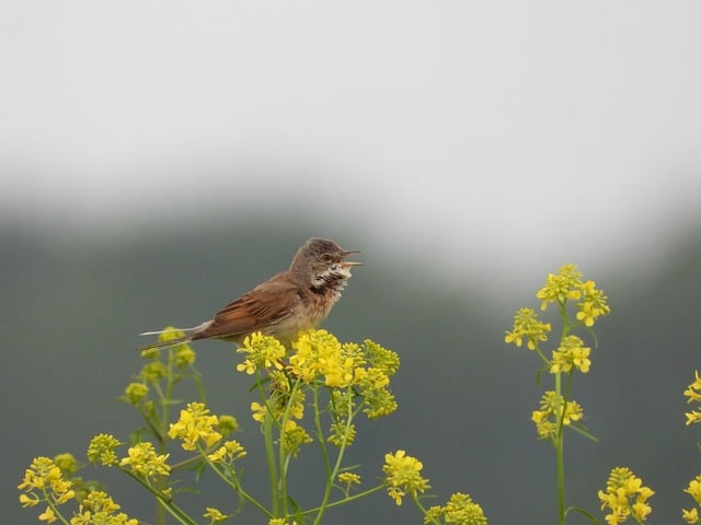 Vogel, Singvogel, Gesang, Natur, Grün
