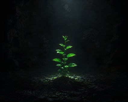 Dunkelheit, Grüne Pflanze, Lichtstrahl