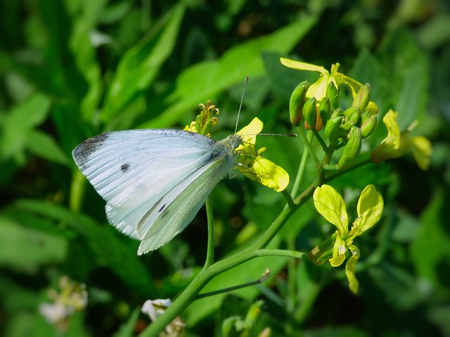 Free Butterfly White photo and picture