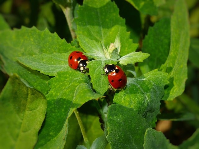 Free Ladybugs Two photo and picture